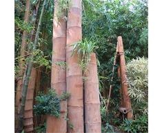TENGGO Egrow 100 Pz/Pacco Semi di bambù Enorme Drago Albero di bambù Pianta Albero di bambù per Giardino Domestico