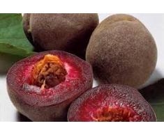 PESCO A POLPA ROSSA PIANTA DI 2 ANNI FITOCELLA BALLOT , 150-180 CM