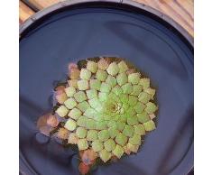 Generic Semi di piante acquatiche, 100Pcs Semi di piante acquatiche Giacinto dacqua Pistia Hottonia Ludwigia Pond Decor Semi di piante acquatiche io