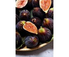 albero di Fico pianta di fico varietà Di Terlizzi in vaso Età 2 anni pianta di fichi vera venduta da eGarden.store