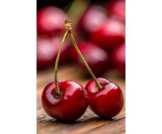 pianta di Ciliegio albero di ciliegia varietà Giorgia in vaso Età 2 anni pianta di ciliegio vera venduta da eGarden.store