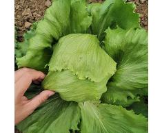 NO-GMO 450 Semi, Insalata Iceberg Crisp Vegetale Garden Seeds Heirloom Seeds