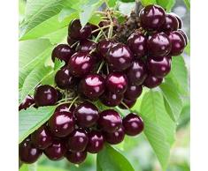 CILIEGIO MORA DI VIGNOLA - albero da frutto da esterno pianta vera