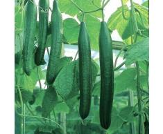 Cetriolo - Saturn F1 - 5 semi - cetriolo per insalata - molto lungo fino a 14 35 cm - NPWS