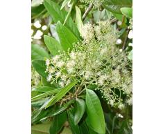 20 semi freschi pimenta dioica pimento