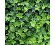 5 BACCHE DI EDERA - HEDERA HELIX - 5 bacche circa 20 semi