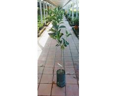 Pianta di arance Albero arancio Vaniglia