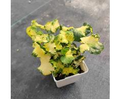 Semi di edera/Pianta di edera,Piante rampicanti resistenti,Piante da balcone,Piante rocciose resistenti,Piante esotiche,Semi di alberi,Regali da giardino-300 pezzi