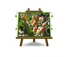 Pistacchio (Pistacia Vera) Femmina Napoletana - Pianta da frutto su Vaso in fitocella - albero max 120 cm