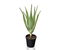 Pianta di Aloe Arborescens a foglia larga in vaso - coltivazione bio - H 35-50 cm - età 2 anni