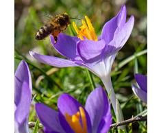 Bulbi Zafferano Da Piantare Bonsai Vero Crocus Tuberi Piante Vere Giardinaggio Piante Aromatiche Bulbi Fiori Perenni Da Esterno Fiori Da Esterno Veri Goditi La Fioritura 6pezzi