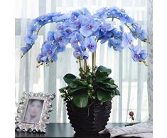 Rosepoem Pianta dei bonsai Semi di orchidea di farfalle Blu 20PCS