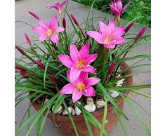 5 Pezzi Lampadine Zephyranthes Rain Lily Onions Orchid Species Bellissimi bulbi da fiore per la decorazione della casa e del giardino