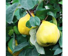 Pianta vera da frutto ALBERO DI PERO COTOGNO A RADICE NUDA - 1 METRO
