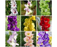 Bulbi Di Gladiolo Miscela Di Fiori Bulbi Di Gladiolo Perenni Bulbi Da Fiore Resistenti Fiori Da Balcone Piante Resistenti Per Giardino Gladiolo Resistente Fiori Da Balcone Piante 12 Bulbi Da Fiore