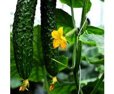 50pcs semi di cetriolo struttura unica succosa verdura ornamentale semi di cimelio non OGM per giardino fattoria piantare alto tasso di germinazione