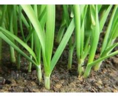 100seeds / sacchetto Semi di radice cinese viola, semi di balcone cortile, piante in vaso, verdura, foglia larga di trasporto
