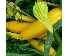 100pcs Semi di zucchine gialle Sementi ad alto tasso di germinazione Facile da coltivare Garden Yard in vaso Non-GMO Piante di verdure di zucca in vaso per giardino Agricoltura a domicilio 100 pz. Ta