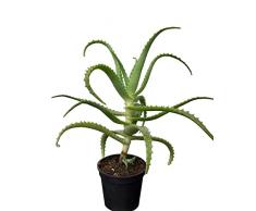 Pianta di Aloe Arborescens Miller in vaso - coltivazione bio - H 35-50 cm - età 2 anni