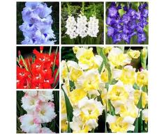 12 bulbi di gladiolo perenne dura invernale - serie di piante rare idroponica - mix di bulbi da fiore piante da giardino a fioritura precoce erbe da giardino aiuola rialzata fiori decorativi da balc