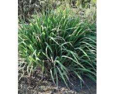 Citronella Lemon Grass Cymbopogon Citratus Seeds - Seeds