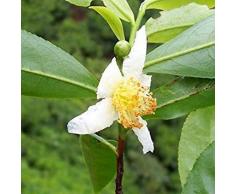 Potseed - Semi Camellia Sinensis