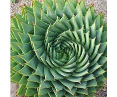 Haloppe 50Pcs Semi di piante di aloe vera per la semina del giardino di casa, semi di aloe vera pianta grassa pianta da ufficio giardino domestico decorazione vaso bonsai Semi di aloe vera