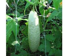 20 Famiglie Alta Tariffa di Germinazione Facile da coltivare Balcone Giardino Balcone in vaso Verdura e Pianta di frutta Bonsai Semi di cetriolo bianco, mini semi di bonsai per il giardino Semi di ce