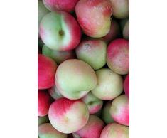 pianta di Pesco Noce Menderella albero di pesca noce varietà Menderella già innestato Età 2 anni pianta da frutto di pesche noci pianta vera di pesca noce venduta da eGarden.store