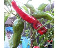 10+ Semi Di Peperoni di Senise pepe Capsicum annuum