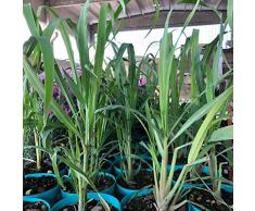 1 PIANTA DI CITRONELLA, 20-30CM, ANTIZANZARE NATURALE,Cymbopogon citratus,