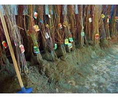 Ciliegia Ciliegio Van Pianta a radice nuda Varietà Ciliegia Ciliegio Van - 1 Pianta