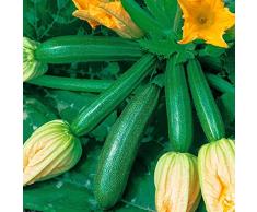 Haloppe Confezione da 50 semi di zucchine per piantare giardini domestici, semi di zucchine semi di piante fresche ad alto rendimento per patio Verde