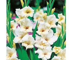 5x Gladioli bulbi Pianta perenne Piante decorativi Bulbi fiori da esterno Bulbi da fiore Gladiolus Gladiolo nano Halley