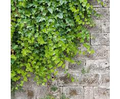 Semi di piante da appartamento di edera Piante rampicanti Copertura del terreno Inverno Piante perenni pendenti Room Garden Gift Piante dappartamento esotiche Pianta di edera Real 50 semi di edera