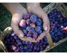 1 PIANTA DI SUSINO PRUGNA RAMASIN VIOLETTO ALBERO DA FRUTTO