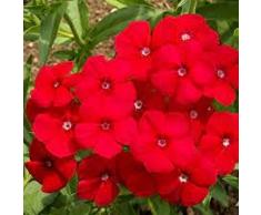 Genipap Semi di piante di edera 90 pezzi