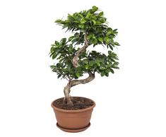 Bonsai da Botanicly – Bonsai di fico – Altezza: 70 cm – Ficus Gin Seng