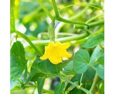 150 pz semi di cetriolo, ortaggi invernali semi biologici piante salate semi di cetriolo vecchie varietà - cetriolo spuntino cetrioli insalata cetrioli - Cucumis sativus verdure invernali