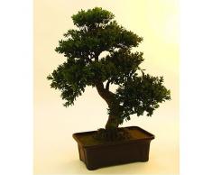 Euro Palms 82600004, Cespuglio Bonsai, 61 cm, Verde (Grün)