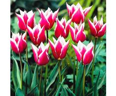 Bellissimi Fiori Recisi,Bulbo Tulipano,Decorazione Domestica,Pianta decorativa magica,Piante Vaso-10 Bulbi,2