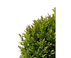 BUXUS SEMPERVIRENS IN VASO PIETRA, pianta vera