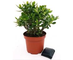 POWERS TO FLOWERS - CRASSULA OVATA, ALBERO DI GIADA, XXL VASO 24, pianta vera