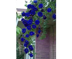 ChinaMarket 100Pcs Blu rose rampicanti Semi, piante rampicanti, semi di fiore cinese semi di fiore