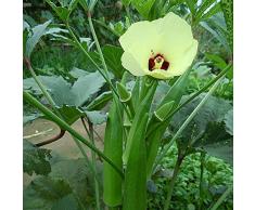 Saterkali Semi di gombo, 100 Pz/borsa Semi di gombo Perenne Abelmoschus Verdura Annuale Erba Giardino domestico Piantine di bonsai per fattoria