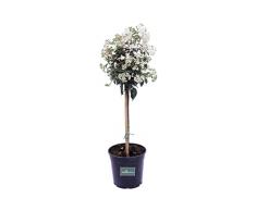Pianta di Viburno Tino Alberello Pianta di Viburnum Tinus Eve Price Alberello ornamentale di Viburno pianta da esterno Alberello vero di Viburno venduto da eGarden.store (Vaso 21 cm)