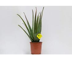 PLANTI PIANTA VERA DI ALOE | Pianta da interno ed esterno. Pianta ricca di gel famoso per proprietà curative. Piante da vaso per balcone e giardini. Diametro vaso 17 cm