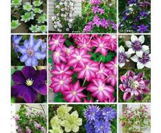 Clematide, clematis fiori, rampicante pianta rampicante Clematis Seeds - Semi 200 pc/bag