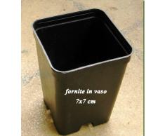 Buxus Rotundifolia Bosso Pianta in vaso di Buxus Rotundifolia Bosso - 3 Piante in vaso 7x7