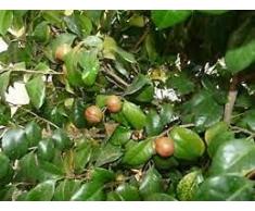 Aamish Semi di albero di Camellia Sinensis